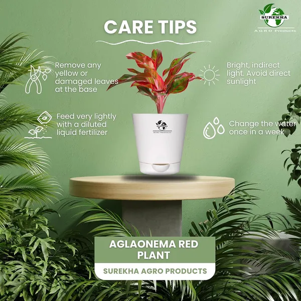 Aglaonema_Red_Indoor_Plant_With_Self_Watering_Pot