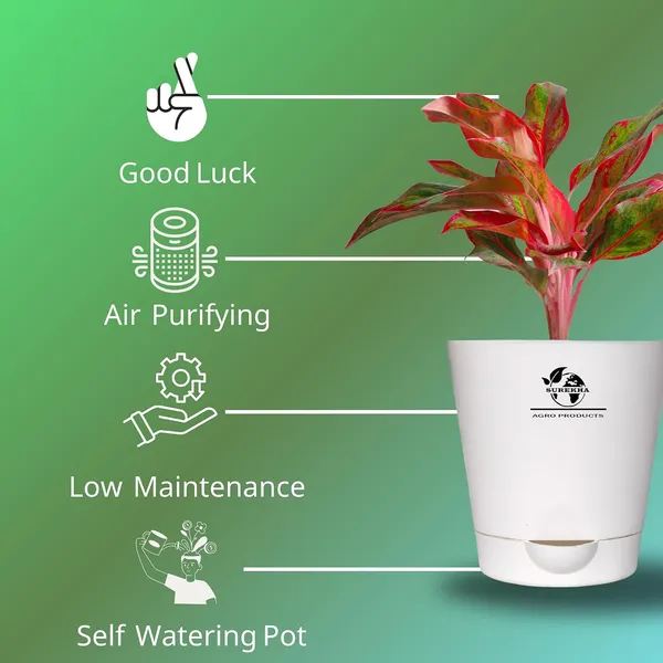 Aglaonema_Red_Indoor_Plant_With_Self_Watering_Pot