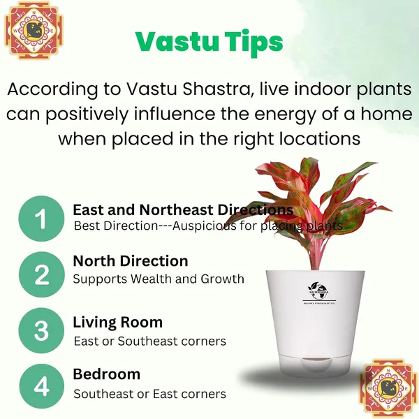 Aglaonema_Red_Indoor_Plant_With_Self_Watering_Pot