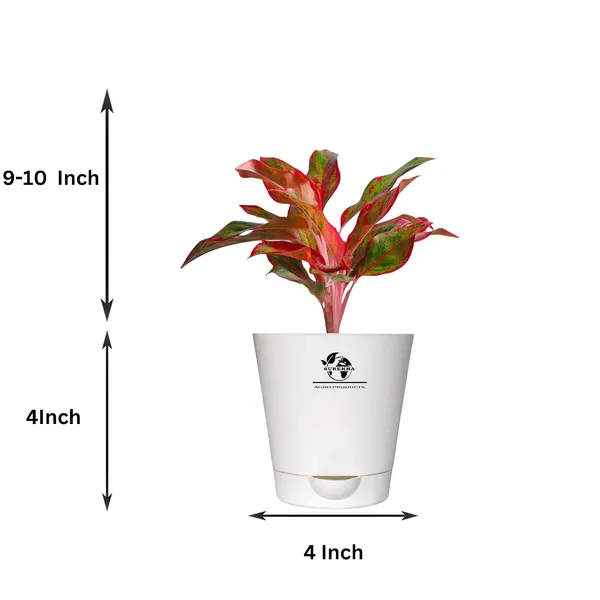 Aglaonema_Red_Indoor_Plant_With_Self_Watering_Pot