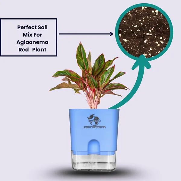 Aglaonema_Red_Indoor_Plant_With_Self_Watering_Pot