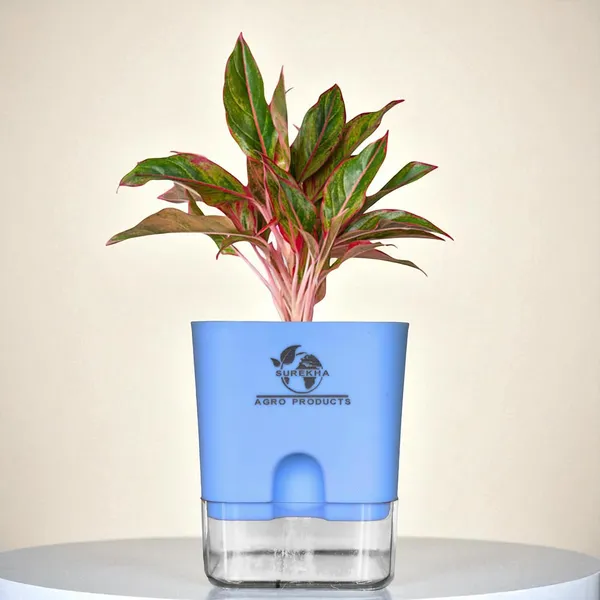 Aglaonema_Red_Indoor_Plant_With_Self_Watering_Pot