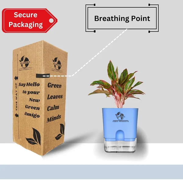 Aglaonema_Red_Indoor_Plant_With_Self_Watering_Pot