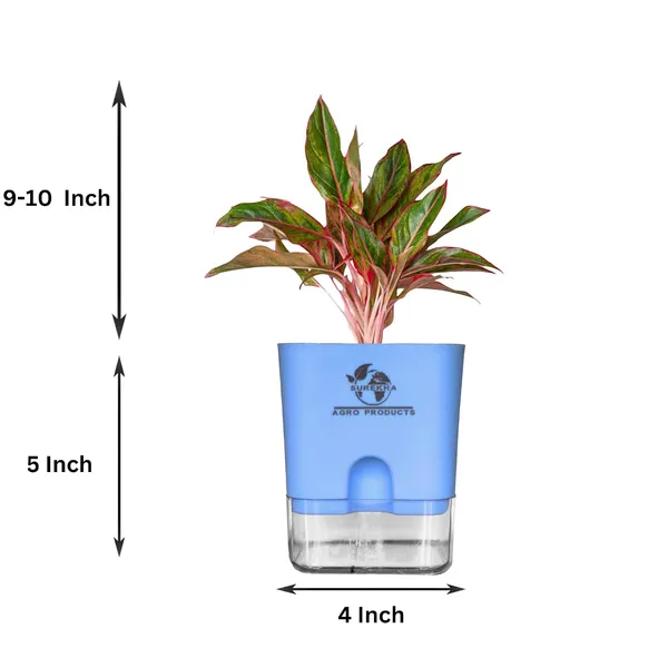 Aglaonema_Red_Indoor_Plant_With_Self_Watering_Pot