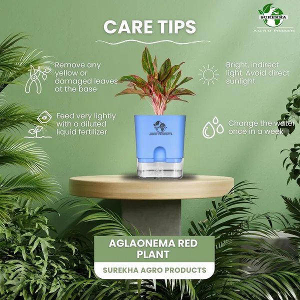 Aglaonema_Red_Indoor_Plant_With_Self_Watering_Pot