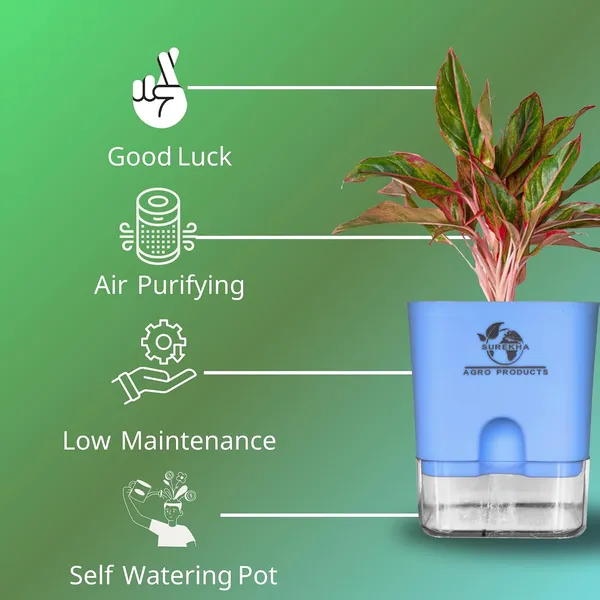Aglaonema_Red_Indoor_Plant_With_Self_Watering_Pot