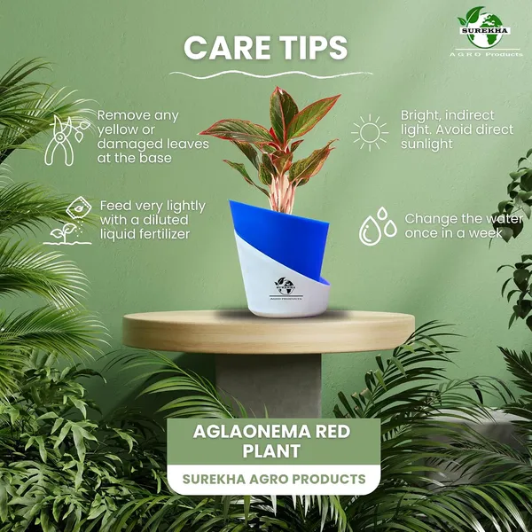 Aglaonema_Red_Indoor_Plant_With_Self_Watering_Pot