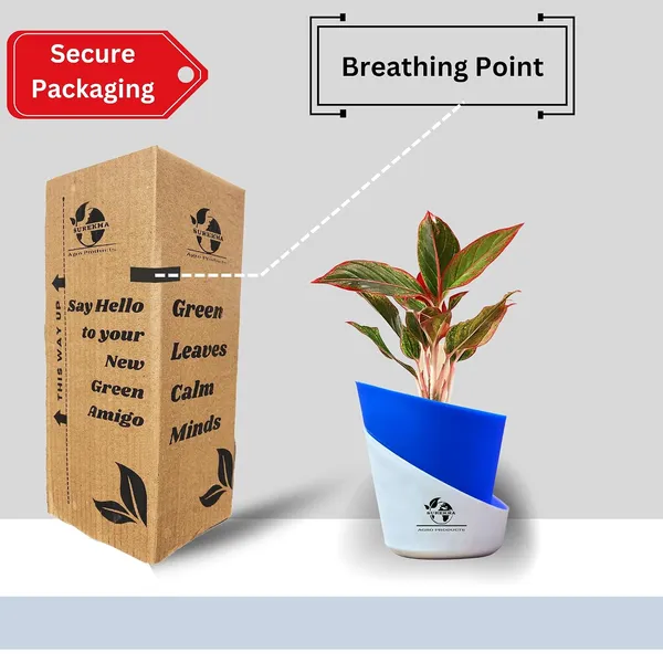 Aglaonema_Red_Indoor_Plant_With_Self_Watering_Pot