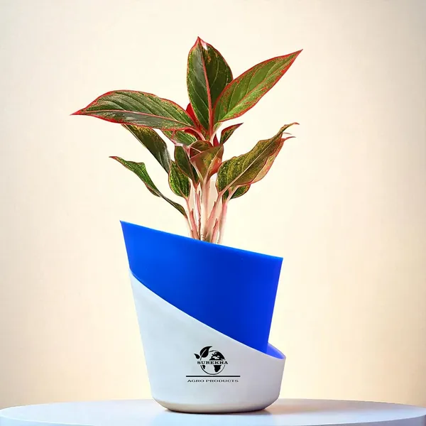 Aglaonema_Red_Indoor_Plant_With_Self_Watering_Pot
