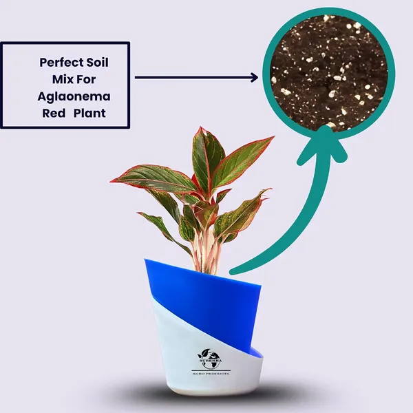 Aglaonema_Red_Indoor_Plant_With_Self_Watering_Pot