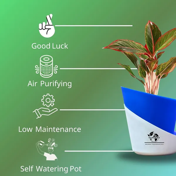 Aglaonema_Red_Indoor_Plant_With_Self_Watering_Pot