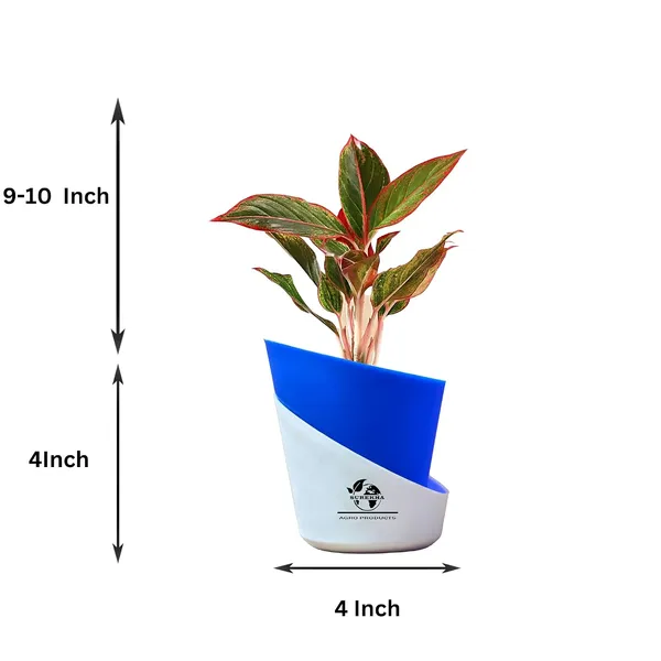 Aglaonema_Red_Indoor_Plant_With_Self_Watering_Pot