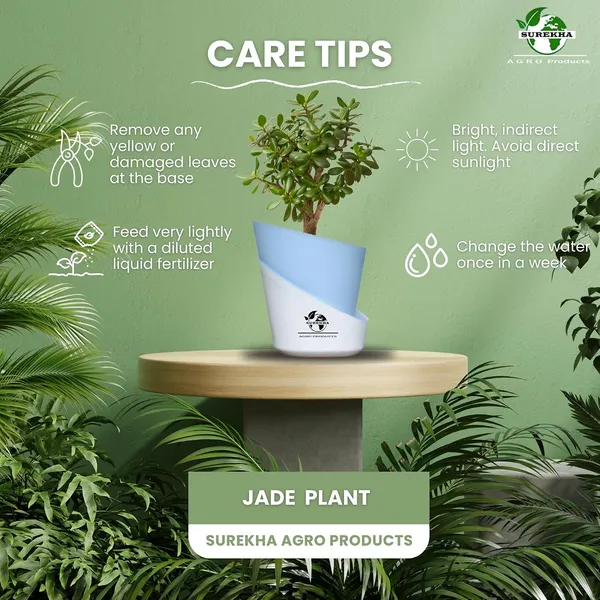 Jade_Plant_With_Self_Watering_Pot