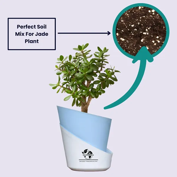Jade_Plant_With_Self_Watering_Pot