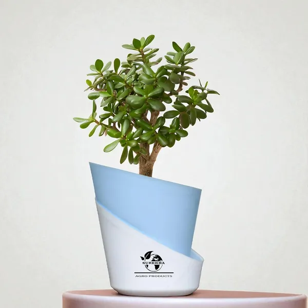 Jade_Plant_With_Self_Watering_Pot