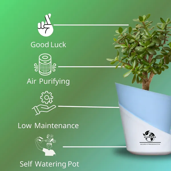 Jade_Plant_With_Self_Watering_Pot