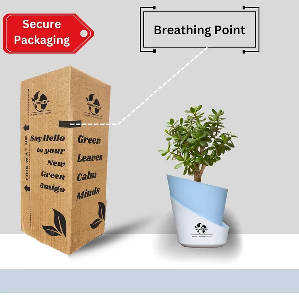 Jade_Plant_With_Self_Watering_Pot