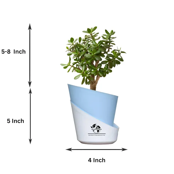 Jade_Plant_With_Self_Watering_Pot