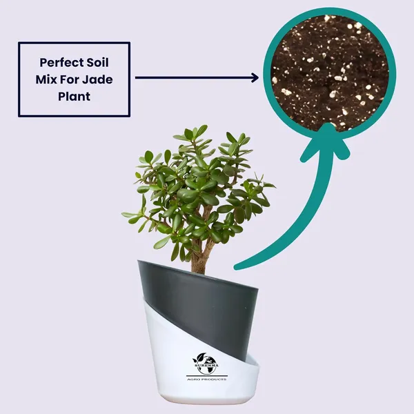 Jade_Plant_With_Self_Watering_Pot