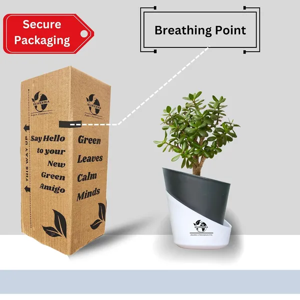 Jade_Plant_With_Self_Watering_Pot