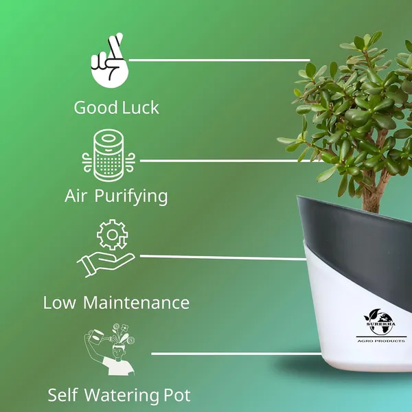 Jade_Plant_With_Self_Watering_Pot