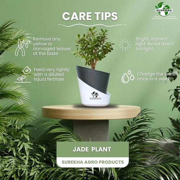 Jade_Plant_With_Self_Watering_Pot