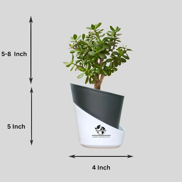 Jade_Plant_With_Self_Watering_Pot