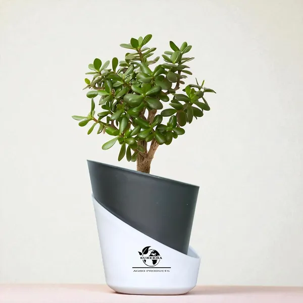 Jade_Plant_With_Self_Watering_Pot
