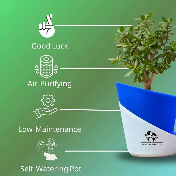 Jade_Plant_With_Self_Watering_Pot