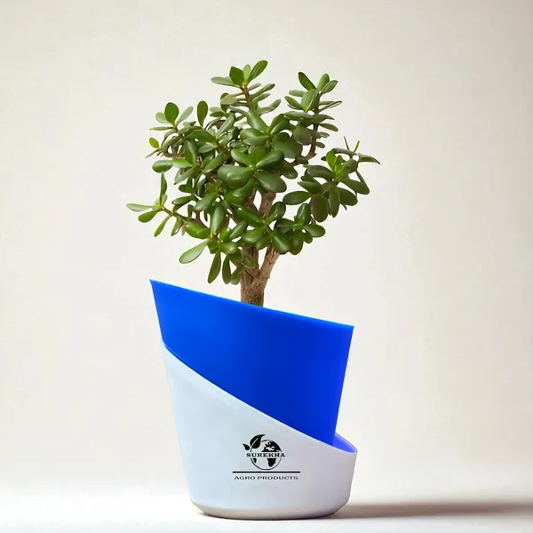 Jade_Plant_With_Self_Watering_Pot