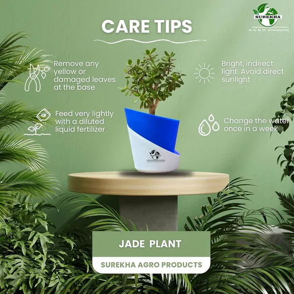 Jade_Plant_With_Self_Watering_Pot