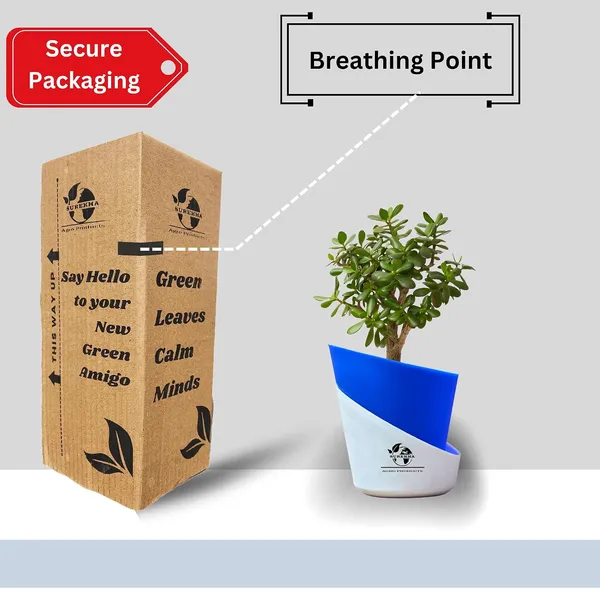 Jade_Plant_With_Self_Watering_Pot