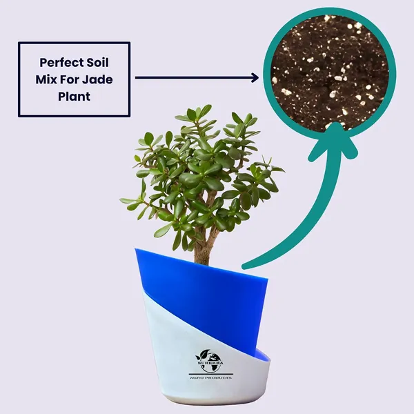 Jade_Plant_With_Self_Watering_Pot