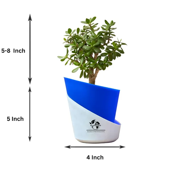 Jade_Plant_With_Self_Watering_Pot