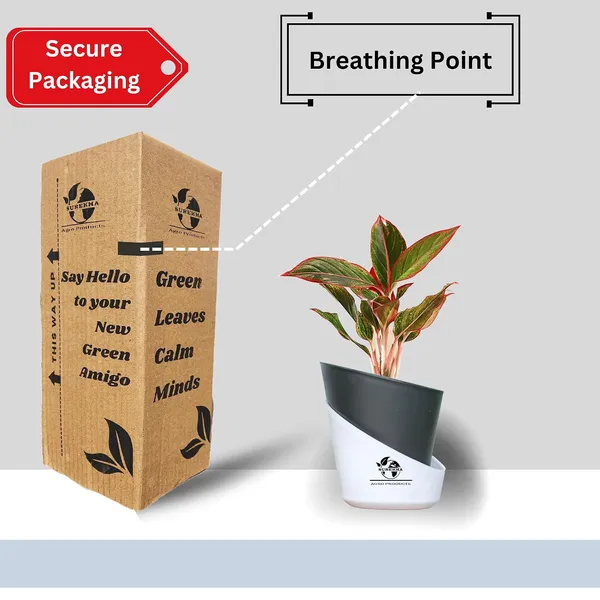 Aglaonema_Red_Indoor_Plant_With_Self_Watering_Pot