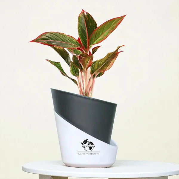 Aglaonema_Red_Indoor_Plant_With_Self_Watering_Pot