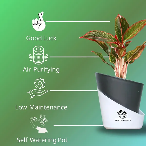 Aglaonema_Red_Indoor_Plant_With_Self_Watering_Pot