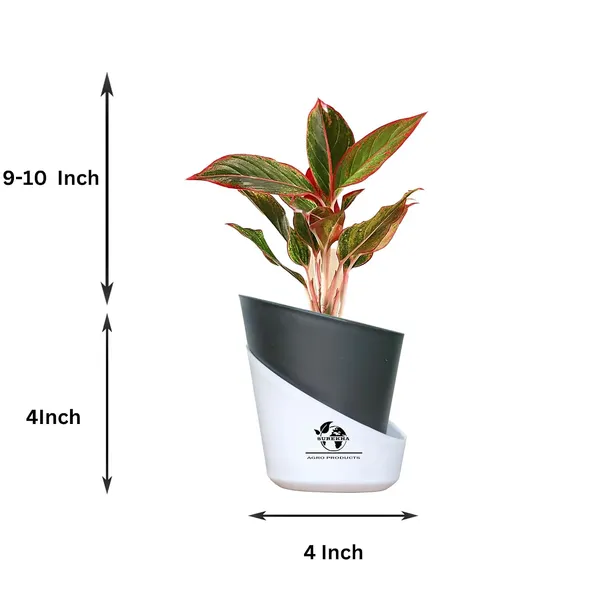 Aglaonema_Red_Indoor_Plant_With_Self_Watering_Pot