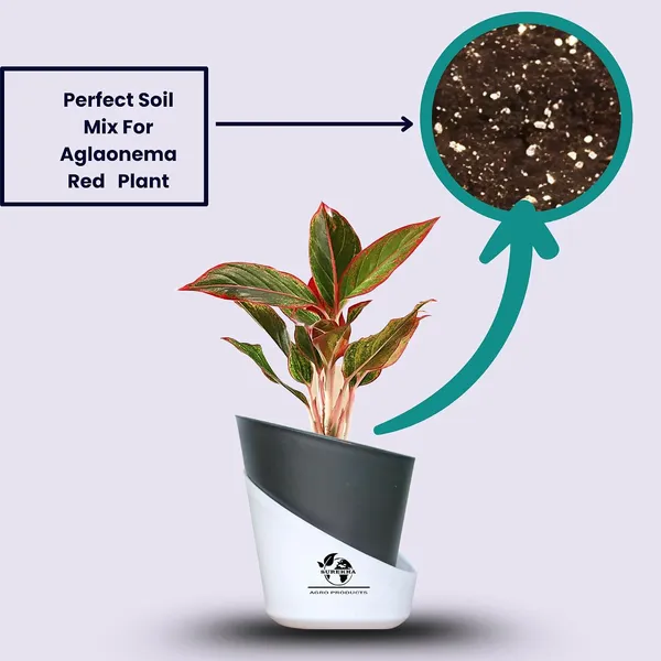 Aglaonema_Red_Indoor_Plant_With_Self_Watering_Pot