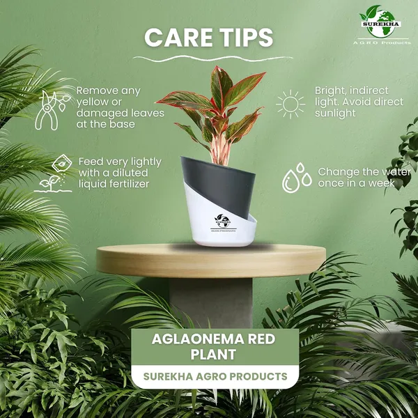 Aglaonema_Red_Indoor_Plant_With_Self_Watering_Pot