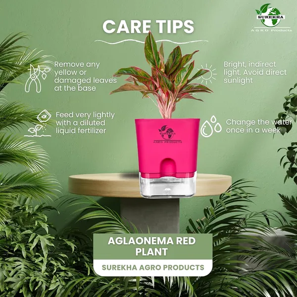 Aglaonema_Red_Indoor_Plant_With_Self_Watering_Pot