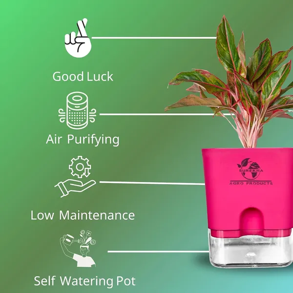 Aglaonema_Red_Indoor_Plant_With_Self_Watering_Pot