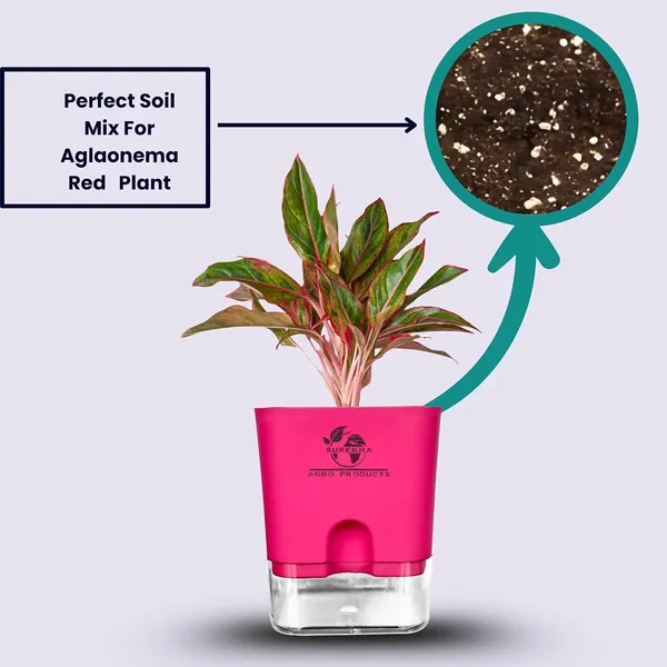 Aglaonema_Red_Indoor_Plant_With_Self_Watering_Pot