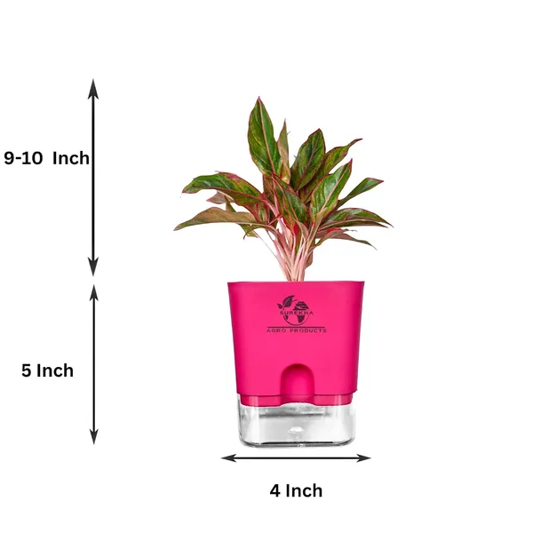 Aglaonema_Red_Indoor_Plant_With_Self_Watering_Pot