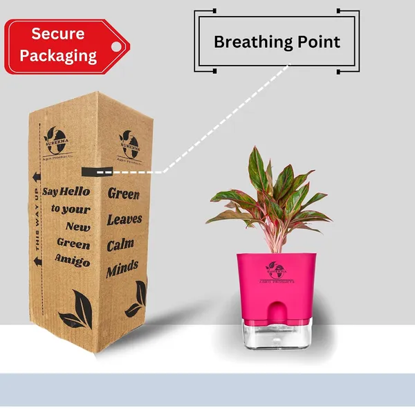 Aglaonema_Red_Indoor_Plant_With_Self_Watering_Pot