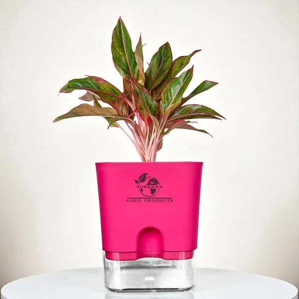 Aglaonema_Red_Indoor_Plant_With_Self_Watering_Pot