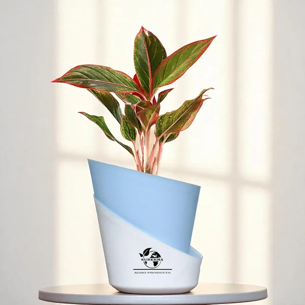 Aglaonema_Red_Indoor_Plant_With_Self_Watering_Pot