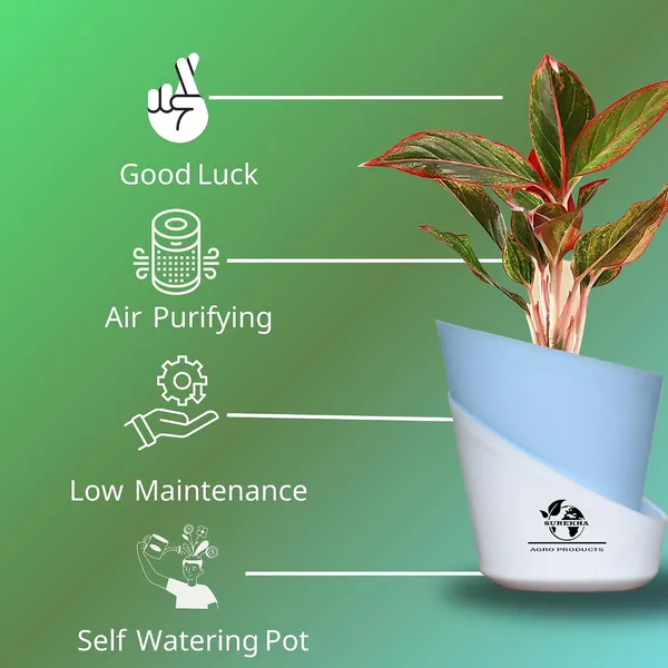Aglaonema_Red_Indoor_Plant_With_Self_Watering_Pot