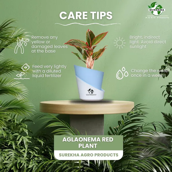 Aglaonema_Red_Indoor_Plant_With_Self_Watering_Pot