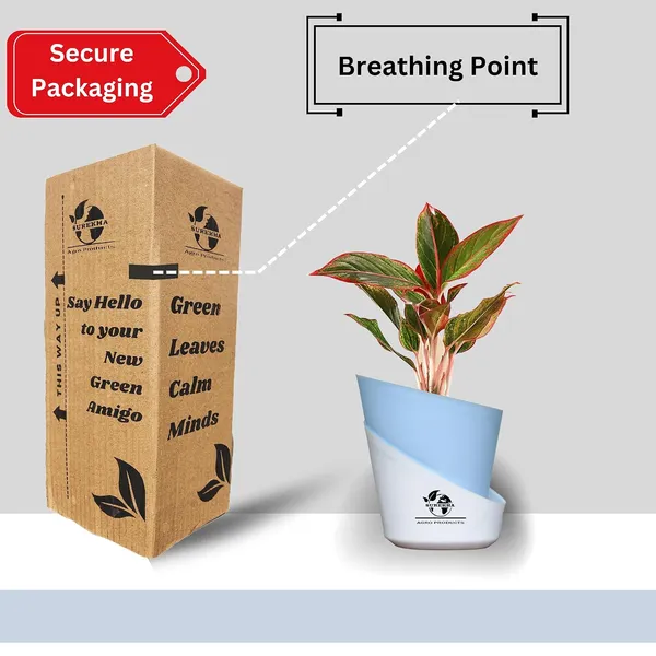 Aglaonema_Red_Indoor_Plant_With_Self_Watering_Pot